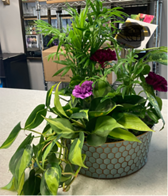 A flowering jungle in a pot